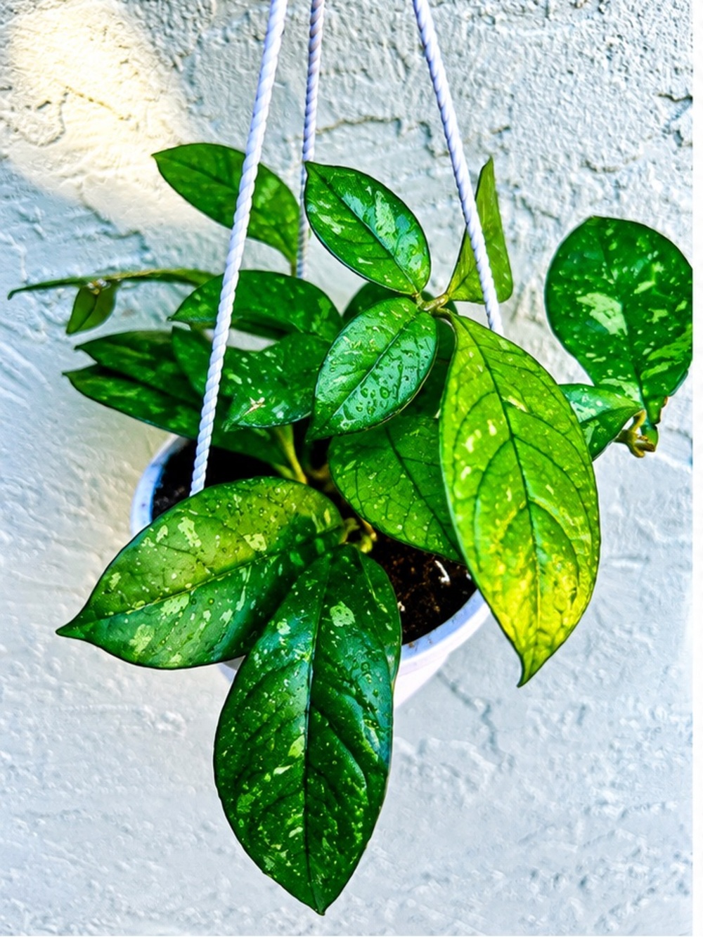 Hoya cassiopetiolata Hanging Live Plant Splashy Healthy Housplant